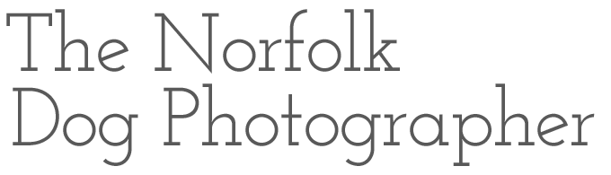 The Norfolk Dog Photographer