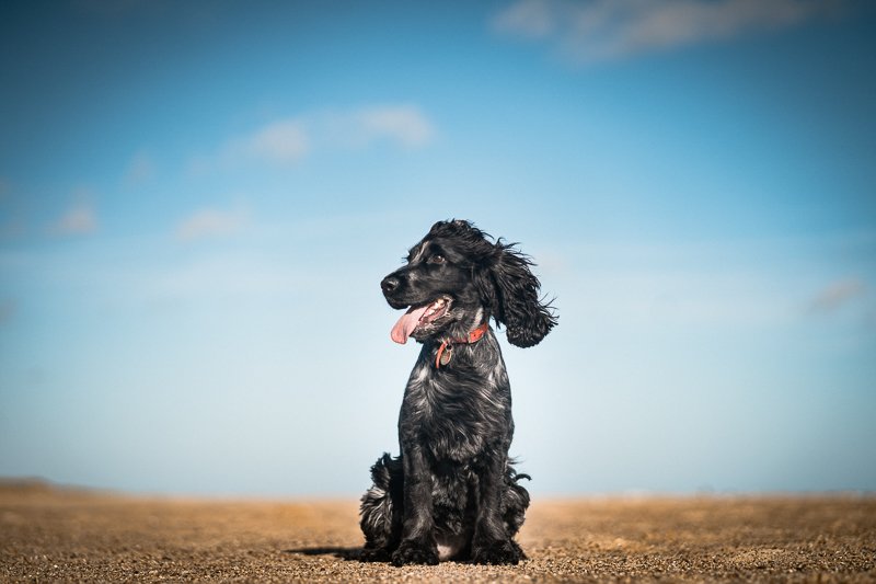 The-Norfolk-Dog-Photographer-0017