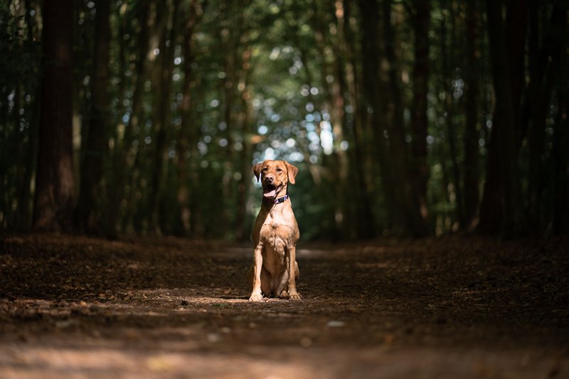 The-Norfolk-Dog-Photographer-0028