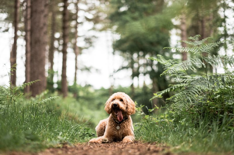 The-Norfolk-Dog-Photographer-Blue-0027