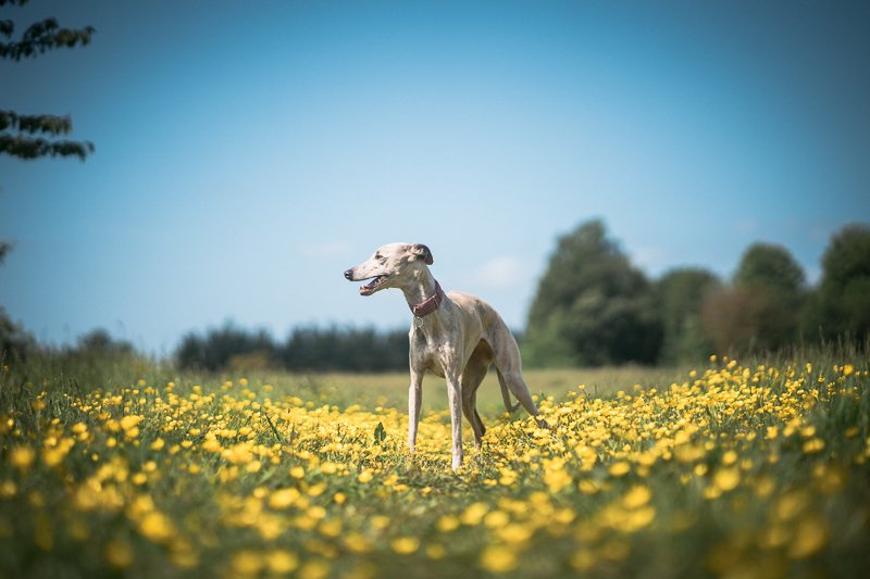 FI-The-Norfolk-Dog-Photographer-0001