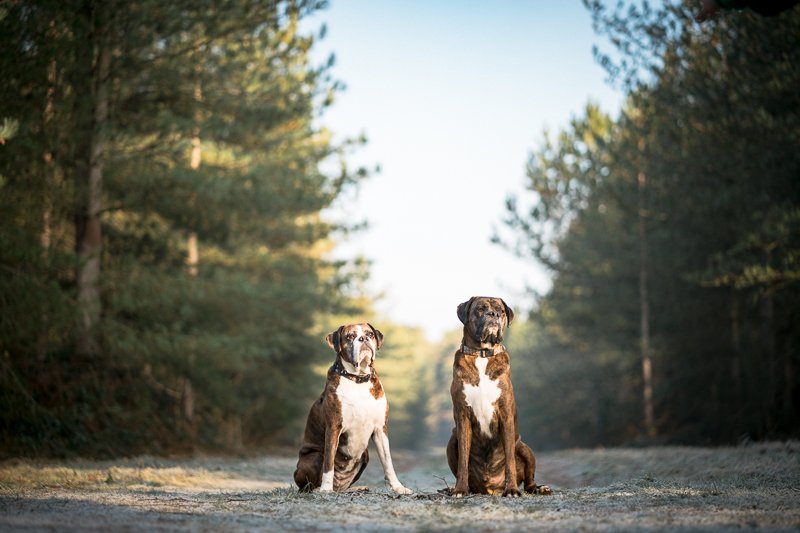 FI-The-Norfolk-Dog-Photographer-0015