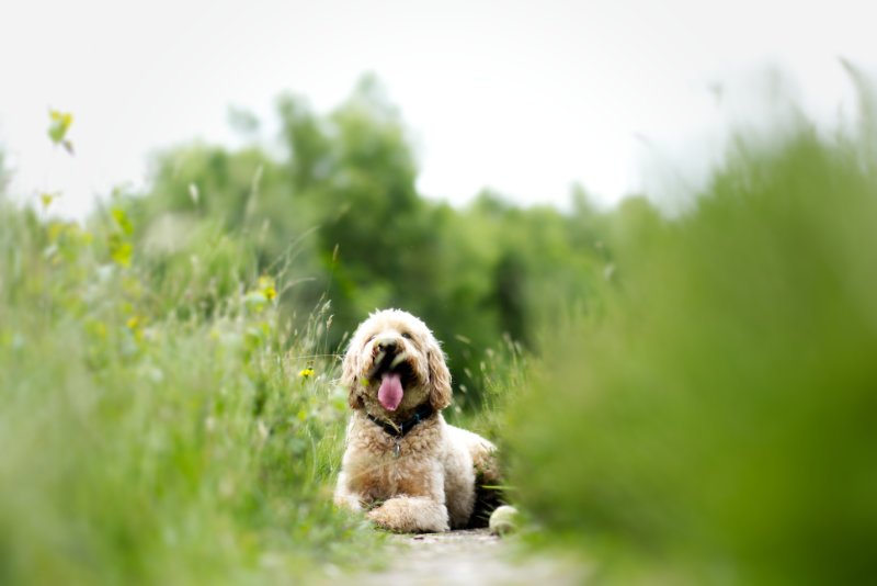 Poodle Cross in tall grass